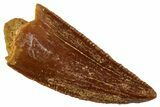 Serrated, Raptor Tooth - Real Dinosaur Tooth #265582-1